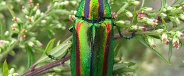 Chrysochroa_fulgidissima